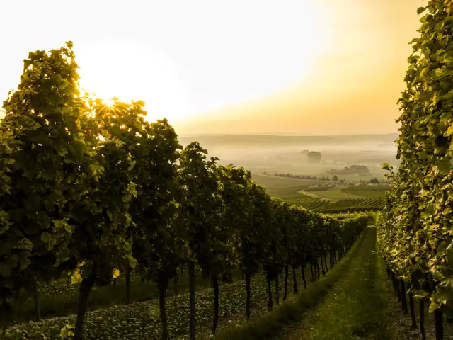 Photo by Sven Wilhelm on Unsplash.