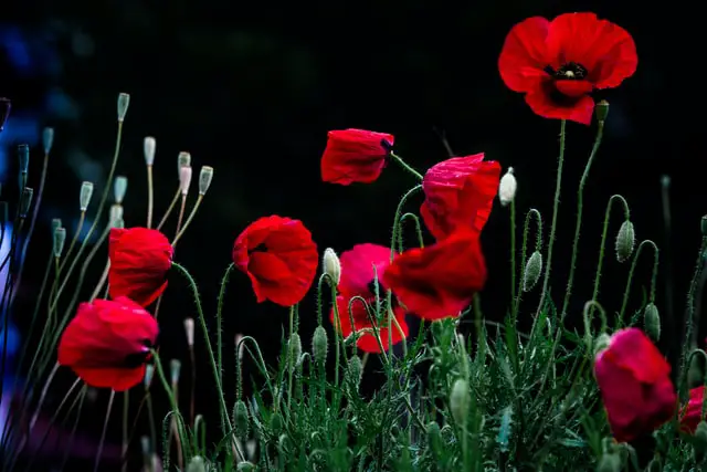 Photo by Edgar Laureano on Unsplash